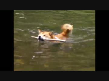 【柴犬ジロー】 ベストシーン コレクション 5　棒持って来い