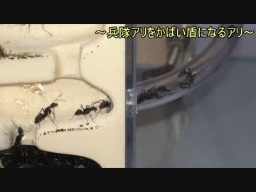 蟻戦争＃148 蟻戦争②本土防衛戦～トゲオオハリアリ急襲！～編