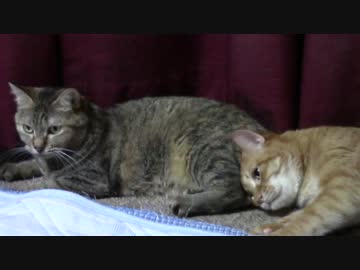 拾いねこ＠生後1839/1806日目　暑いのに引っ付くアコツキさん。