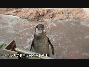 【東武動物公園】ビールさんがただ可愛いだけの動画【師匠も】