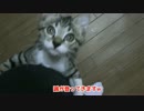 足を登ってくる子猫