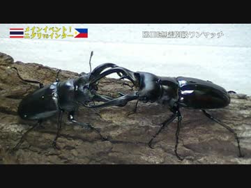 【甲虫】KRIDE.38【大戦争】