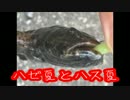 【水中映像】魚心見所「ハゼ夏、ハス夏」