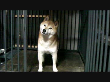 柴犬ジロー　柴爺のボケ防止（認知症予防）
