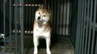 柴犬ジロー　柴爺のボケ防止（認知症予防）