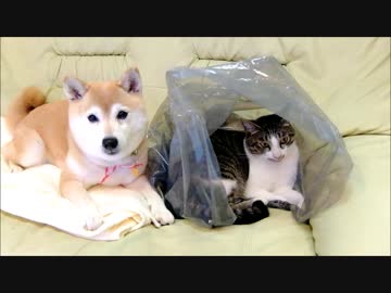 柴犬と猫とポリ袋