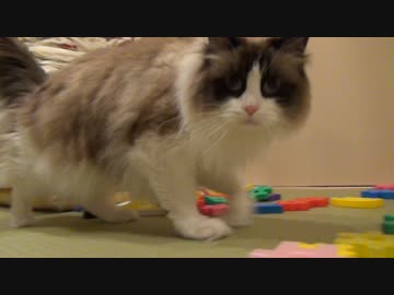 いつもと違う雰囲気にウッキウキな猫