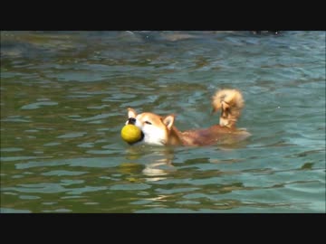 【柴犬ジロー】ベストシーン コレクション 8　忠犬ジロー