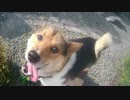 【犬】日替わりワンタ　ワンタと川で遊ぼう①　