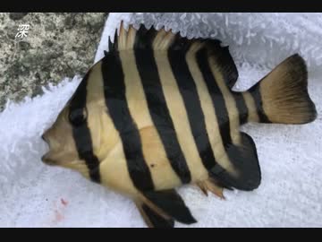 釣り動画ロマンを求めて　67釣目（福浦漁港）