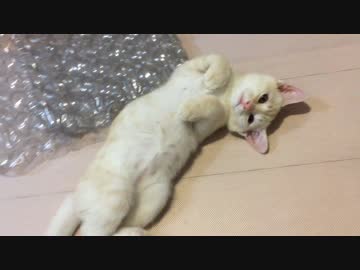 飼い主をニャーニャー鳴いて出迎える猫