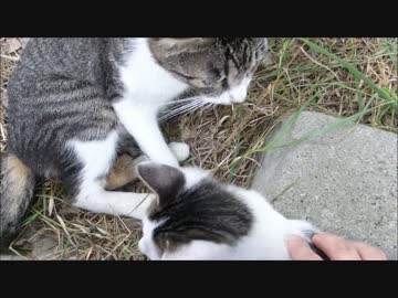 やたら人懐こい野良子猫が近づいてきた