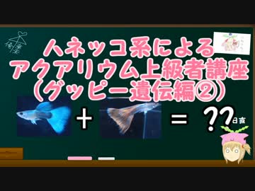 ハネッコ系によるアクアリウム上級者講座(グッピー遺伝編②)