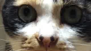テレビを見る猫   低画質（音が小さい）
