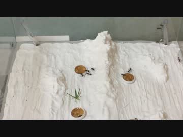 蟻戦争＃149 蟻戦争③一進一退の攻防＆活き餌投入！編