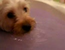 【ヨークシャーテリア】お風呂に自分で入浴する犬【ヨーキー】