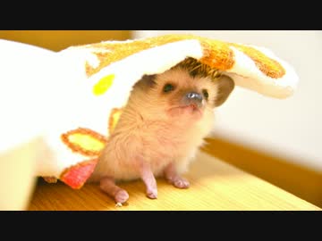 ハリ活.vol 5 ~初めての動物病院~