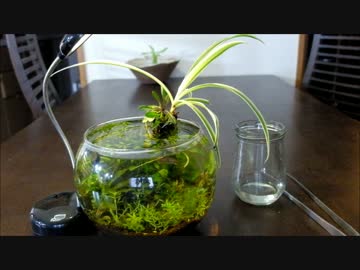 【ゆっくり】ワンコインアクアリウム　その後の後
