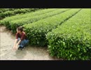 【お茶畑で】ハウトゥーワープ 踊ってみた【かぽり】