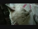 子猫はスヤスヤ眠るんです