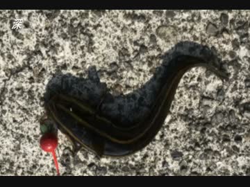 釣り動画ロマンを求めて　68釣目（江之浦漁港）+料理回？