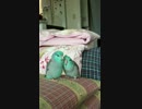 マメルリハ動画　つくねとグリの毛繕い