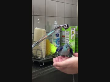 マメルリハ動画　つくねの水浴び