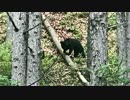 栃木県の中禅寺湖にて子熊に遭遇！