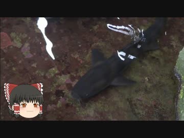 ゆっくりれいむのアクア放浪記　#26　なぎさ水族館