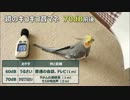 オカメインコの鳴き声を騒音計で測ってみた