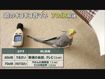 オカメインコの鳴き声を騒音計で測ってみた