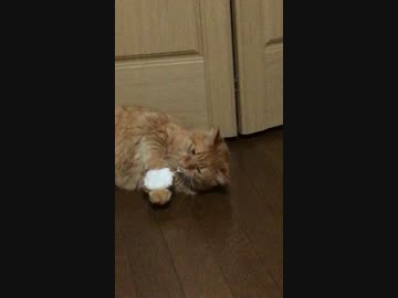 しゅんたんとネズミのオモチャ