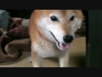 【柴犬ジロー】ベストシーン コレクション 10　ハイ・テンション