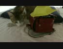 ミニランドセルと猫様