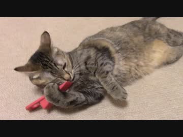 拾いねこ＠生後1843/1810日目　新しい自転車を買いました。