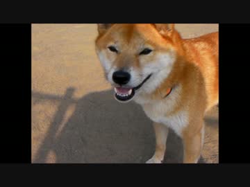 高坂SAドッグラン　柴犬ジロー　Shiba Inu