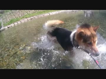 【犬】日替わりワンタ　ワンタと川で遊ぼう②　VSフウタと夏の川