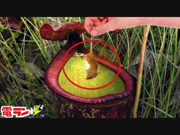 【衝撃】世界の驚くべき食虫植物８選