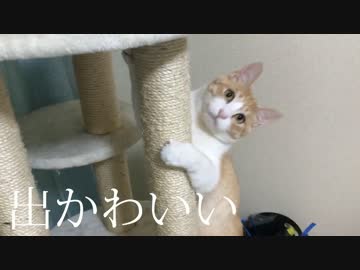 なぜか遊ぶ時柱をギュッとする猫が可愛すぎるwww