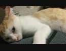 【なんだこの生き物】お腹の上でうとうとする子猫が可愛すぎて鼻血でたw