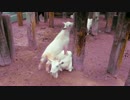 あなたは・・・子ヤギね！(東武動物公園)