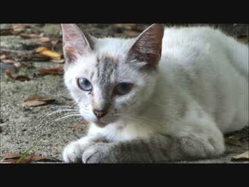 大江神社のねこ