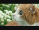 【492】ジャン❤︎ポン　 猫兄妹の水彩画途中経過シロツメグサを描く