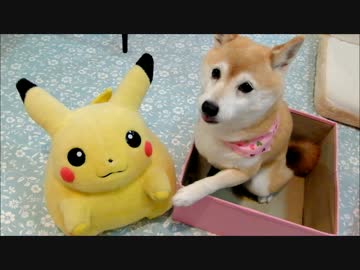 ピカチュウと柴犬いちごとひかり