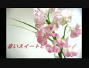 【J-POP歌ってみた夏祭り】赤いスイートピー【実波】