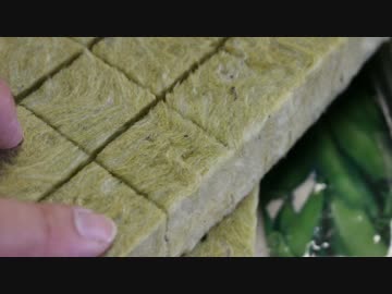 ひよっこ オタク農家　ロックウール栽培？　クリアサングラス