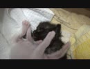 【 子猫 】猫の赤ちゃんはもっちもち　その８