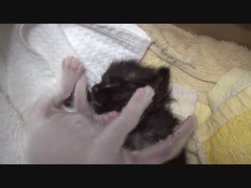 【 子猫 】猫の赤ちゃんはもっちもち　その８