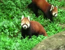 レッサーパンダ【多摩動物公園】