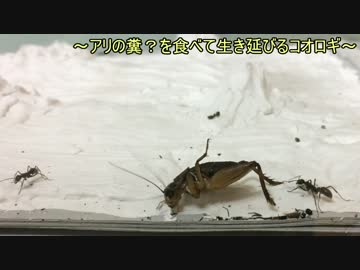 蟻戦争＃150 蟻戦争④静かなる決着＆新たな戦い編